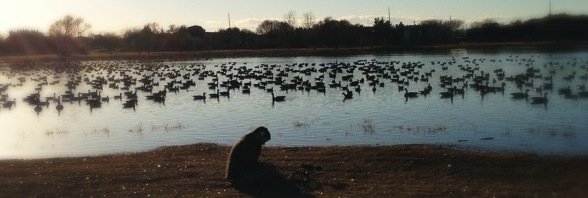 recording geese